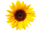 Sonnenblume: Stets der Sonne entgegen 
